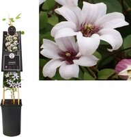 Clematis Princess Kate - bosrank