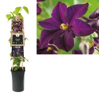 Clematis Romantika - bosrank