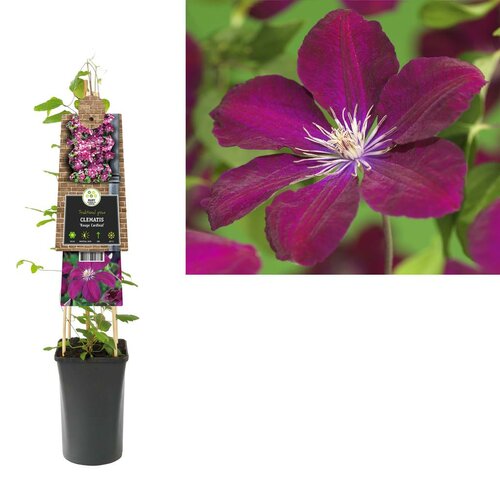 Clematis Rouge Cardinal - bosrank
