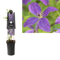Clematis 'So Many® Lavender Flowers' - bosrank