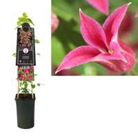 Clematis tex. 'Princess Diana' - bosrank