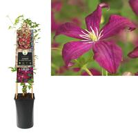 Clematis v. 'Madame Julia Correvon' - bosrank