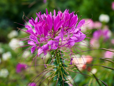 Cleome / Kattensnor