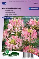 Cleome Spinosa zaden Rose Beauty Kattensnor
