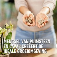 Compo bio granuplant orchidee 3 liter - afbeelding 3