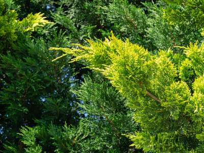 Coniferen en taxus