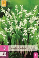 Convallaria majalis Lelie van Dalen