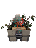 Cotoneaster dammeri - dwergmispel 6 pack