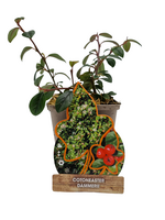 Cotoneaster dammeri - dwergmispel 