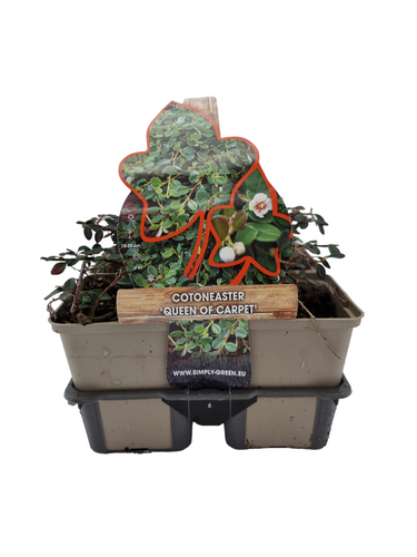 Cotoneaster procumbens 'Queen of Carpet' - Dwergmispel 6 pack