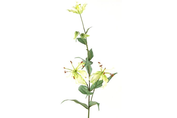 Countryfield Gloriosa lime