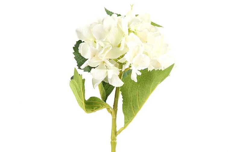 Countryfield Hortensia wit