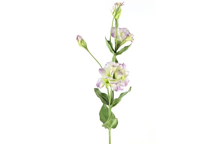 Countryfield Lisianthus lila