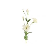 Countryfield Lisianthus wit