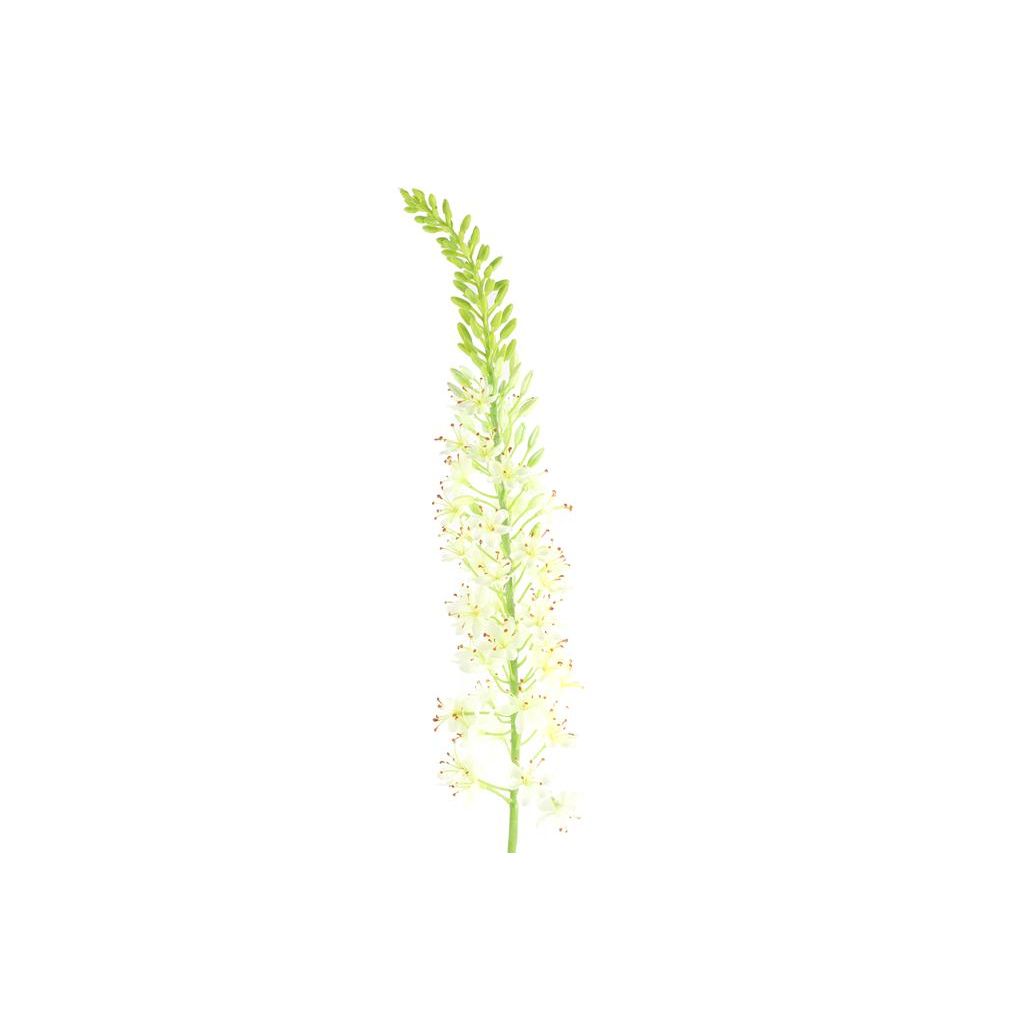 Countryfield Lythrum S wit