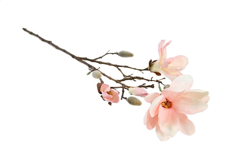 Countryfield Magnolia Chayca M roze