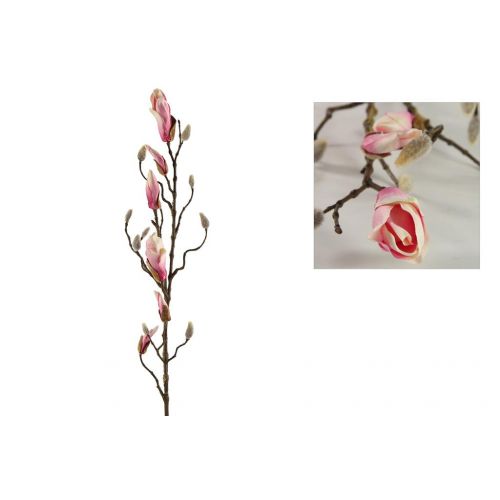 Countryfield magnolia in knop kelsey roze
