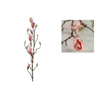 Countryfield magnolia in knop kelsey roze