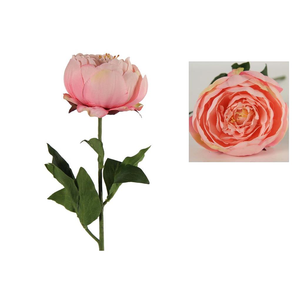Countryfield Paeonia Carolo roze