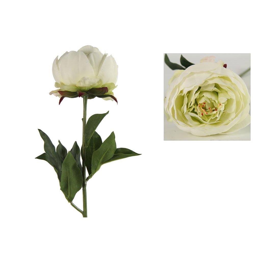 Countryfield Paeonia Carolo wit
