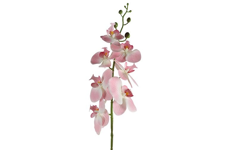 Countryfield Phalaenopsis roze