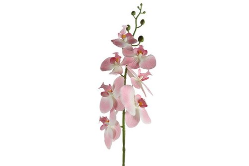 Countryfield Phalaenopsis roze