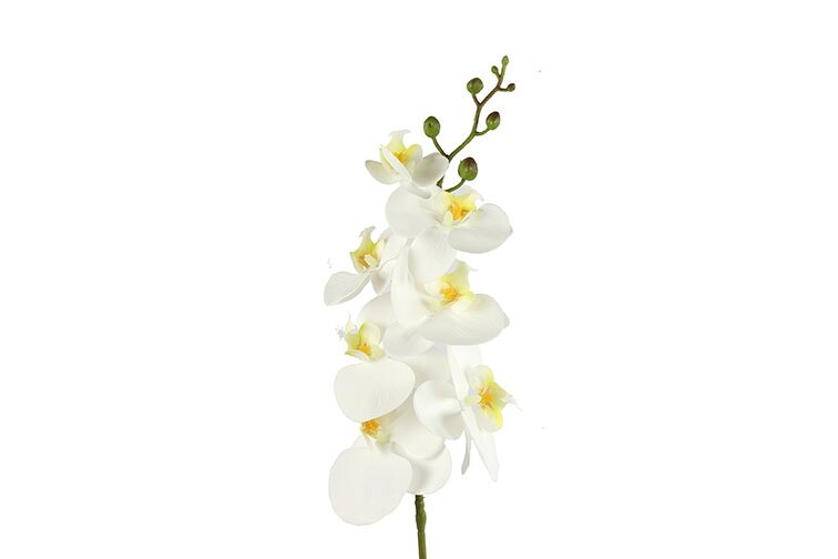 Countryfield Phalaenopsis wit