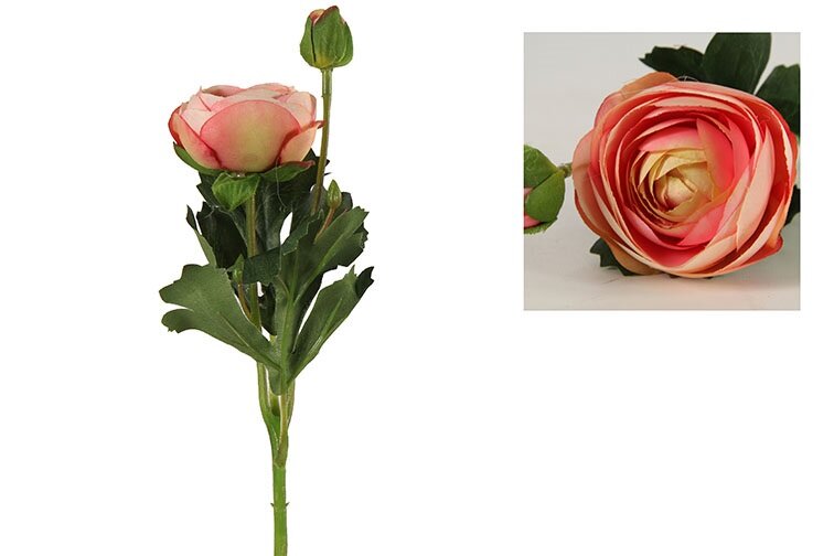 Countryfield ranonkel Isolde roze
