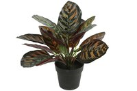 Countryfield zijde Calathea kunstplant 28 cm groen