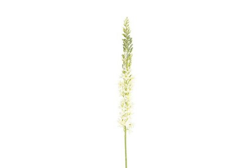 Countryfield zijden bloem Eremurus 107 cm wit