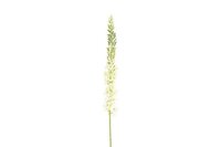 Countryfield zijden bloem Eremurus 107 cm wit