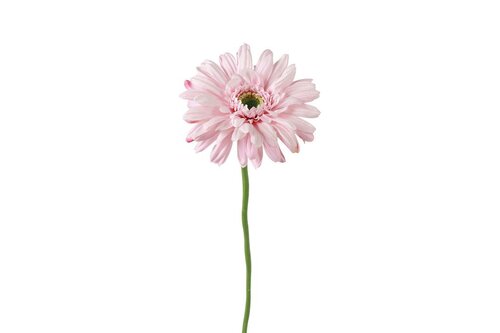 Countryfield zijden bloem gerbera leanne 60 cm roze
