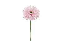 Countryfield zijden bloem gerbera leanne 60 cm roze