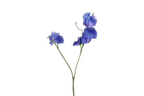Countryfield zijden bloem Lathyrus oradus 40 cm blauw