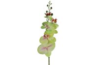 Countryfield zijden bloem Phalaenopsis 83 cm groen