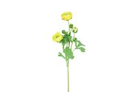 Countryfield zijden bloem Ranunculus 53 cm geel