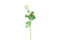 Countryfield zijden bloem Ranunculus 53 cm wit