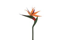 Countryfield zijden bloem Strelitzia 84 cm oranje
