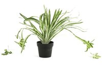 Countryfield zijden Chlorophytum graslelie plant 29 cm groen