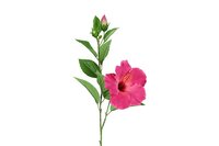 Countryfield zijden Hibiscus 70 cm fuchsia