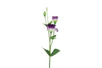 Countryfield zijden Lisianthus S 67 cm paars