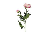 Countryfield zijden Paeonia Dian crème - afbeelding 1