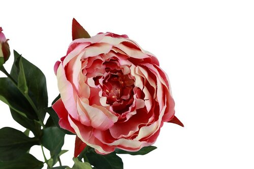 Countryfield zijden Paeonia Dian crème - afbeelding 2