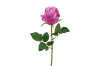 Countryfield zijden Rosa Compasion 60 cm paars