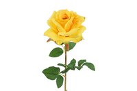 Countryfield zijden Rosa Compasion 72 cm geel