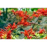 Crocosmia lucifer 25 bollen - afbeelding 2