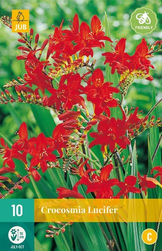 Crocosmia Lucifer - afbeelding 1