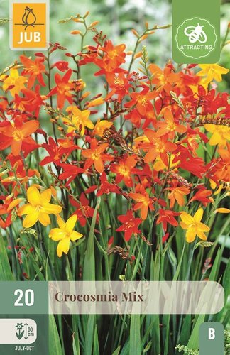 Crocosmia mix