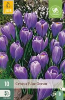Crocus blue ocean 10 bollen