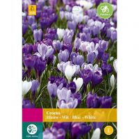Crocus blauw & wit 30 bollen